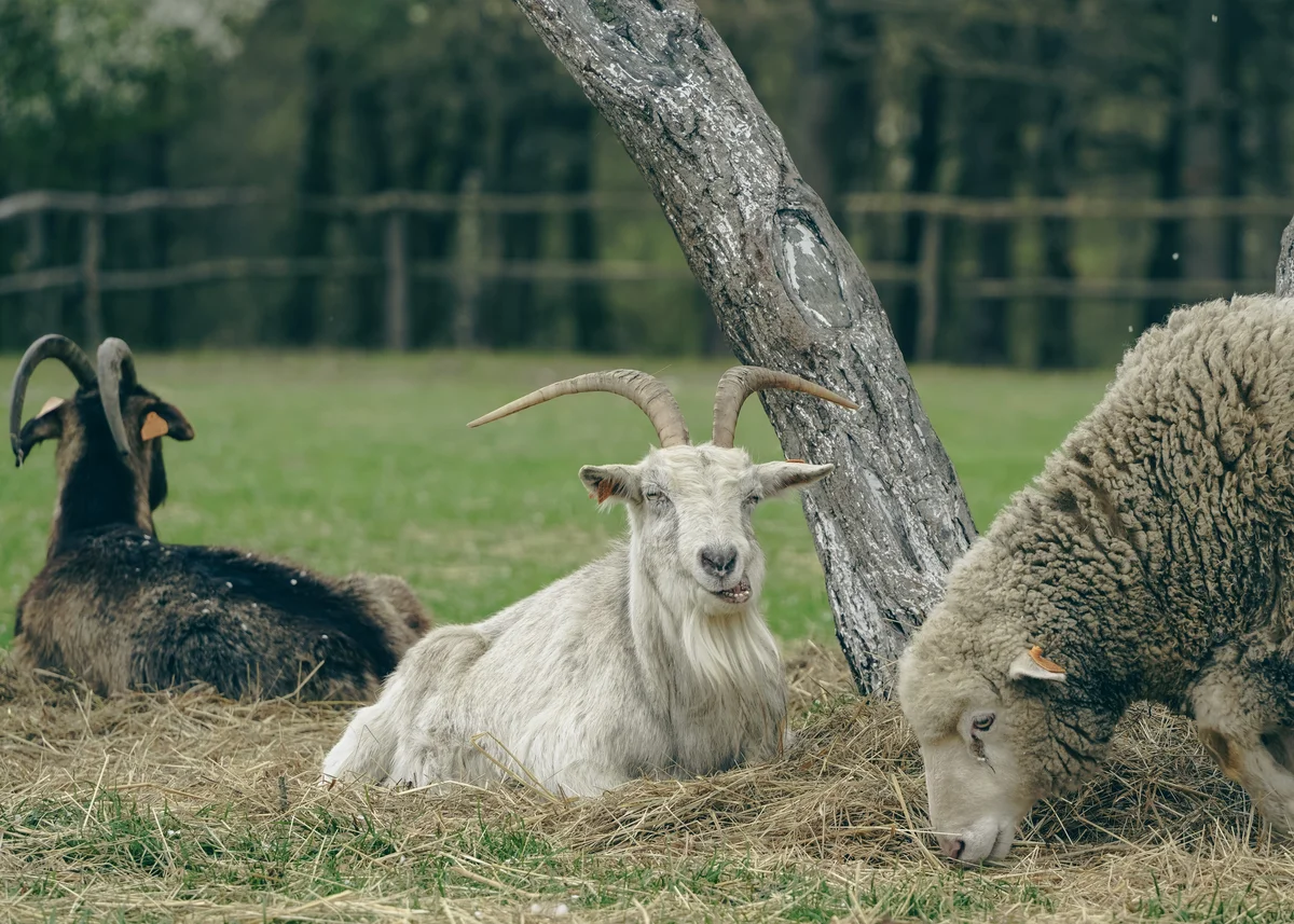 Scenic view of museum grounds with historic buildings